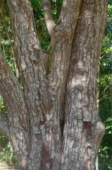 Syzygium branderhorstii