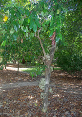 Syzygium branderhorstii