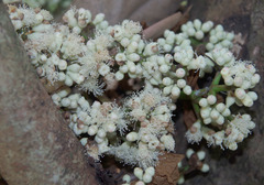 Syzygium branderhorstii