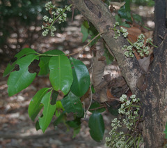 Syzygium branderhorstii