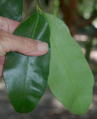Syzygium branderhorstii