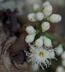 Syzygium branderhorstii