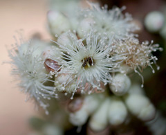 Syzygium branderhorstii