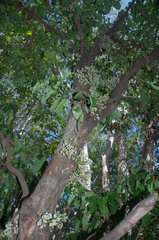 Syzygium branderhorstii