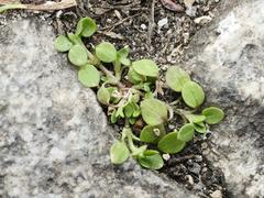 Stellaria media