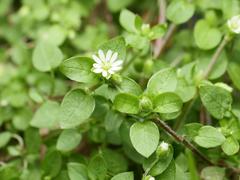 Stellaria media