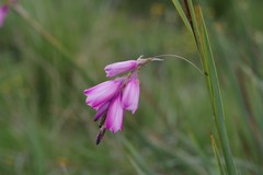 Dierama pulcherrimum