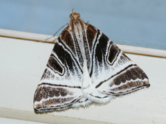 Phrataria replicataria