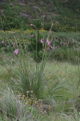 Dierama pulcherrimum