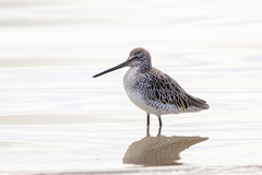 Asian Dowitcher photo 4