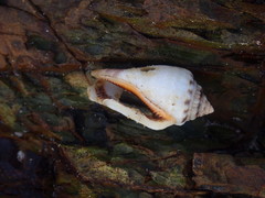 Canarium microurceum