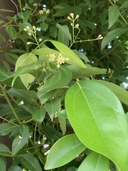 Cinnamomum burmanni