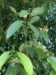 Cinnamomum burmanni