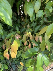 Cinnamomum burmanni