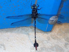 Ictinogomphus