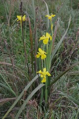 Moraea reticulata
