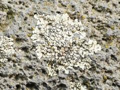 Protoparmeliopsis muralis