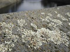 Protoparmeliopsis muralis