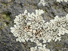 Protoparmeliopsis muralis