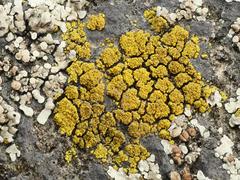 Candelariella vitellina