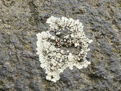 Protoparmeliopsis muralis