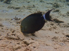 Acanthurus blochii
