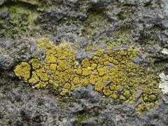 Candelariella vitellina