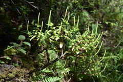 Peperomia leptophylla