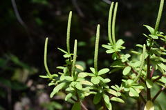 Peperomia leptophylla
