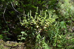 Peperomia leptophylla