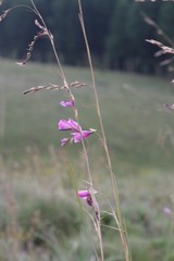 Dierama pulcherrimum