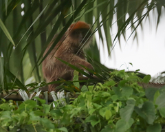 Piliocolobus tephrosceles