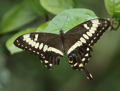 Papilio ophidicephalus