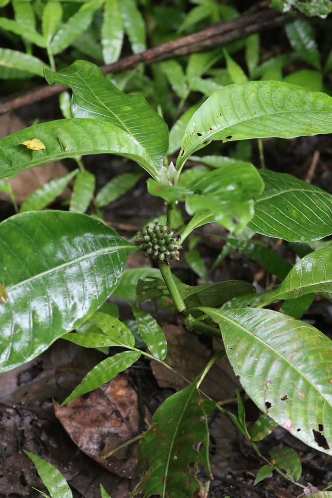 Psychotria peduncularis