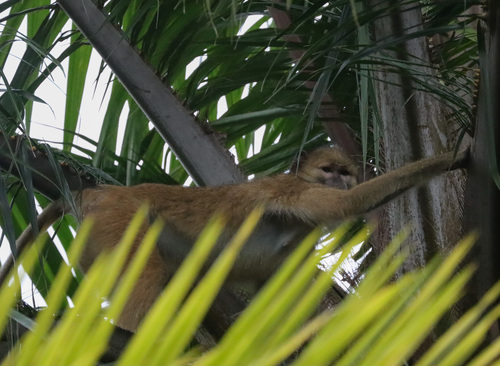 Kinda Baboon