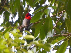 Aethopyga siparaja