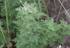 Artemisia afra