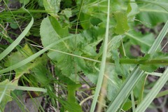 Alepidea amatymbica