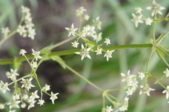 Alepidea amatymbica
