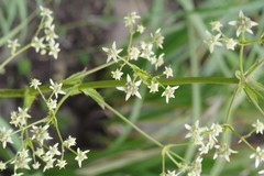 Alepidea amatymbica