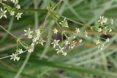Alepidea amatymbica