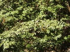 Myroxylon balsamum