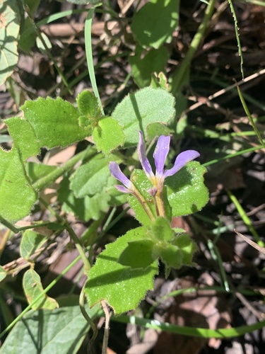 Scaevola aemula