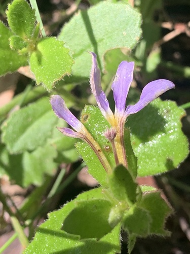 Scaevola aemula