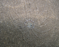 Isarachnanthus