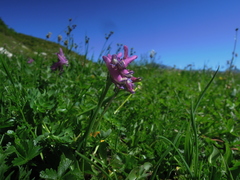 Corydalis conorhiza