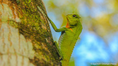 Lyriocephalus scutatus