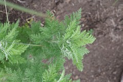 Artemisia afra