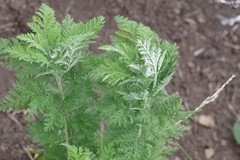 Artemisia afra