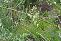Alepidea amatymbica